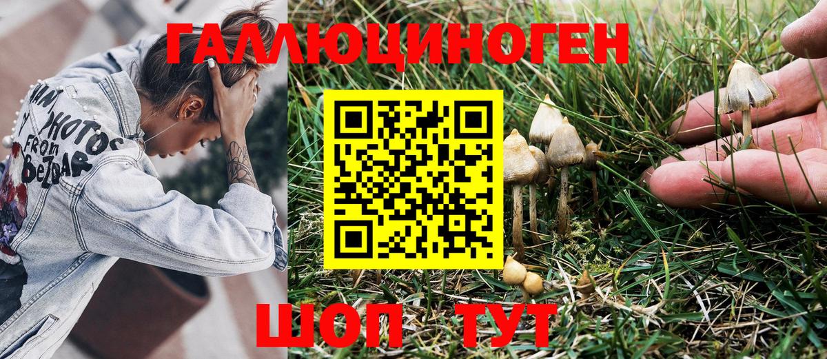 Фрязино  Псилоцибиновые грибы Magic Shrooms  даркнет сайт  Вход с VPN 